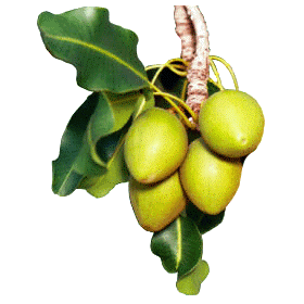 Beurre de Karité Bio - Butyrospermum parkii shea butter