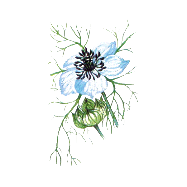 Huile de Nigelle ou Cumin noir en capsules (Immunité)