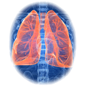 Bronches & Poumons mélange en poudre Régénère