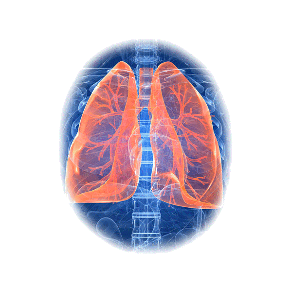 Bronches & Poumons mélange en poudre Régénère