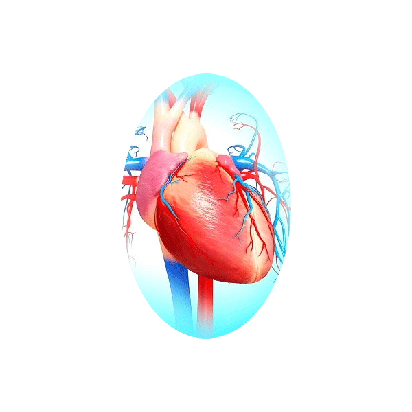 Cardiocool mélange en poudre Régénération