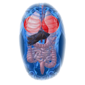 Diachol mélange en poudre Régénération