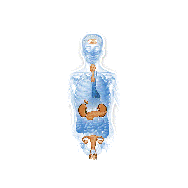 Glandes-Endocrines mélange en poudre Régénération