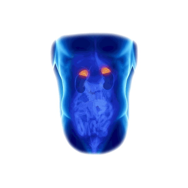 Glandes Surrénales mélange en poudre Régénération