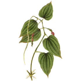 Imunovie mélange en poudre Régénération