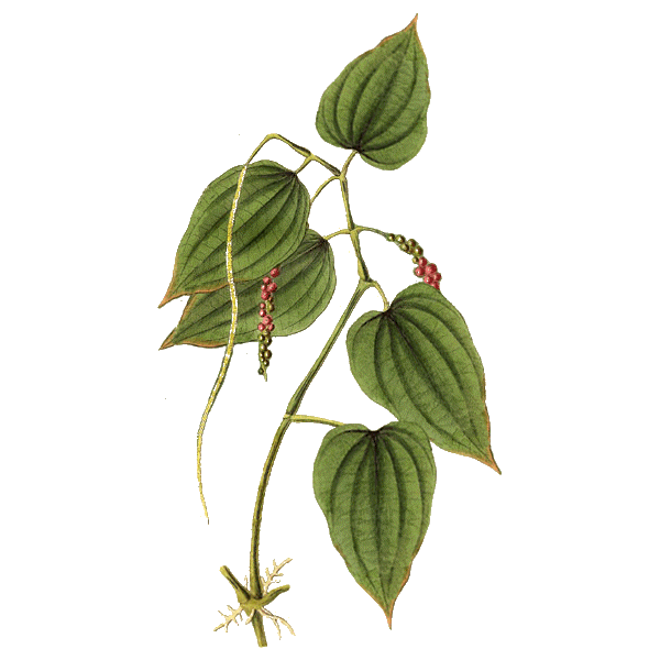 Imunovie mélange en poudre Régénération