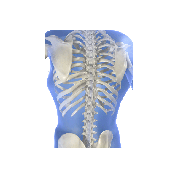 Os & Structure mélange en poudre Régénération