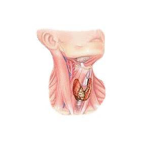 Thyrovie mélange en poudre Régénération