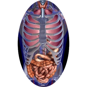 Mélange de plantes médicinales Transito+ (Estomac - Digestion)