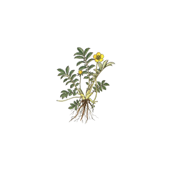 Potentille ansérine - Argentine en gélules