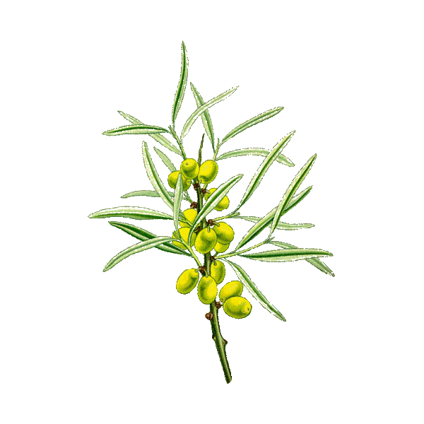 Argousier baies en gélules