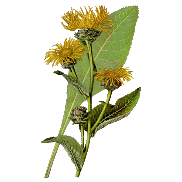 Aunée racine en gélules Pullulan