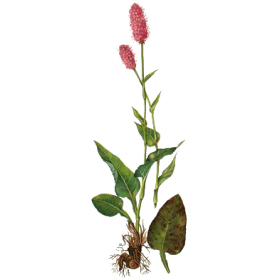 Bistorte racine en gélules