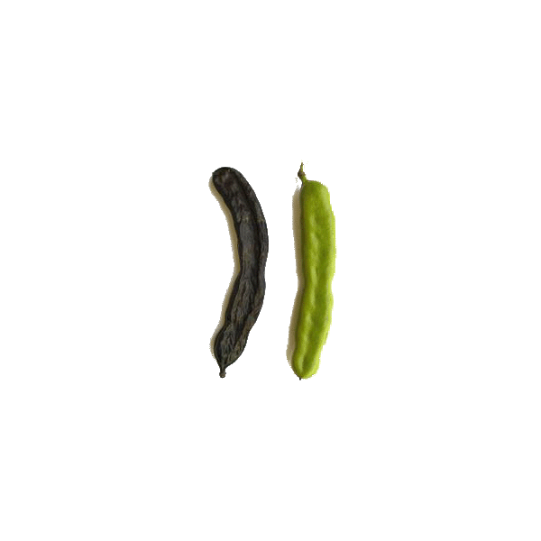 Caroube (Ceratonia siliqua) en gélules