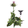 Chardon Marie Bio en gélules (Silybum marianum)
