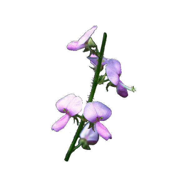 Desmodium en gélules (Desmodium adscendens)