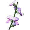 Desmodium en gélules (Desmodium adscendens)