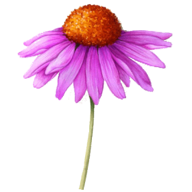 Echinacea purpurea racine BIO en gélules (Immunité)