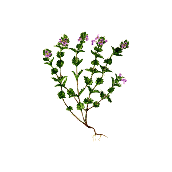 Euphraise en gélules (Euphrasia officinalis)