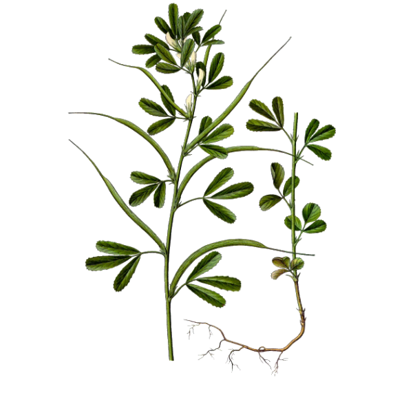 Fenugrec Bio en gélules (Trigonella foenum-graecum)