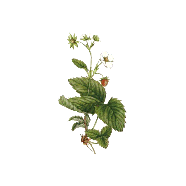 Fraisier feuille en gélules (Fragaria vesca)