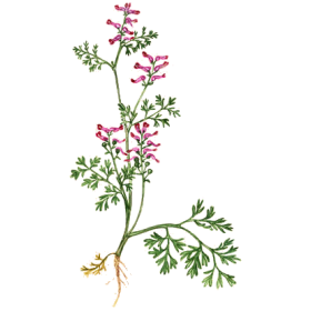 Fumeterre en gélules Pullulan (Fumaria officinalis)