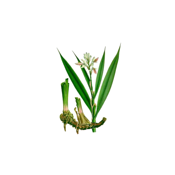 Galanga racine en gélules (Alpinia officinarum)