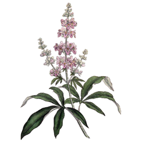 Gattilier Bio en gélules (Vitex agnus-castus)