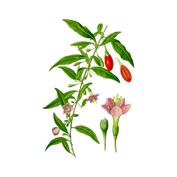 Baies de Goji en gélules Pullulan (Lycium barbarum tibeticum)