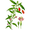 Baies de Goji en gélules Pullulan (Lycium barbarum tibeticum)