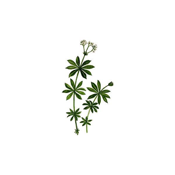 Gratteron en gélules (Galium aparine), détoxination