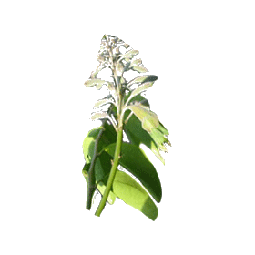 Griffonia L5-HTP en gélules, antidépresseur naturel