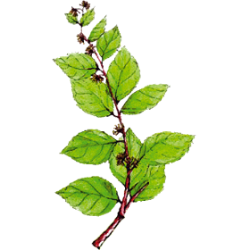 Gymnema Sylvestris en gélules - Cure minceur et glycémie