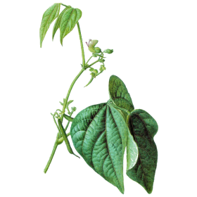 Haricot cosse en gélules (Phaseolus vulgaris)