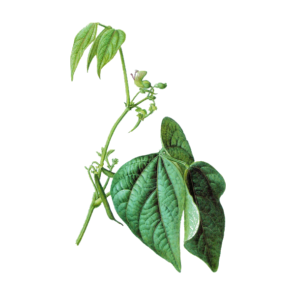 Haricot cosse en gélules (Phaseolus vulgaris)