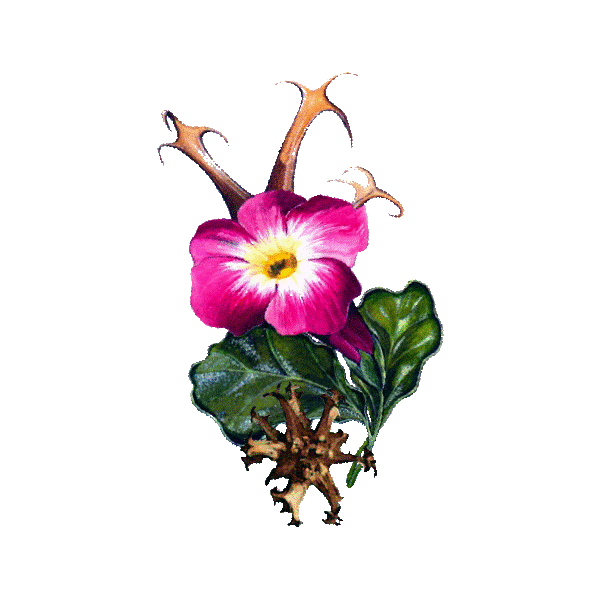 Harpagophytum Bio en gélules - Anti-inflammatoire naturel