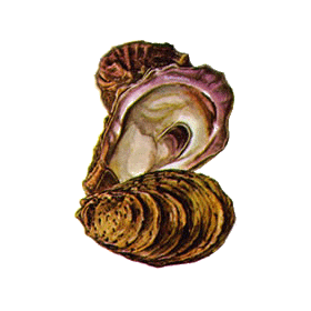 Poudre de coquille d'Huître en gélules