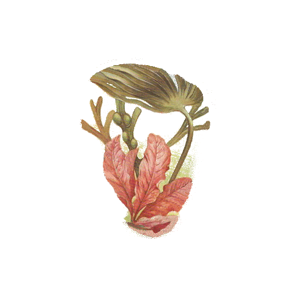 Laminaires algue en gélules (Laminaria digitata)