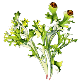 Lichen d'Islande en gélules (Cetraria islandica)