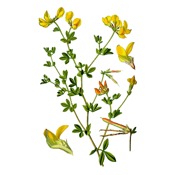Lotier en gélules (Lotus corniculatus)