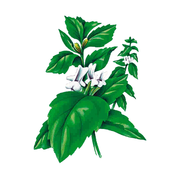 Marrube blanc en gélules (Marrubium vulgare)