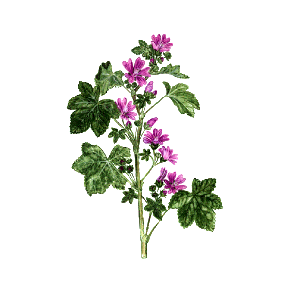 Mauve fleurs en gélules (Malva sylvestris)