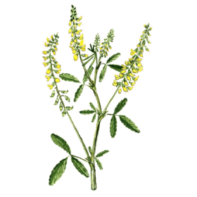 Mélilot officinal en gélules (Melilotus officinalis)