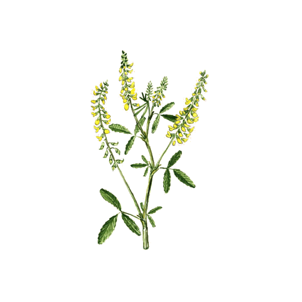 Mélilot officinal en gélules (Melilotus officinalis)