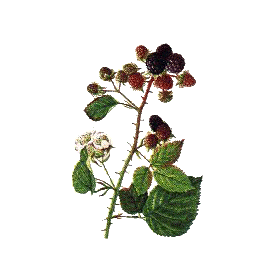 Mûrier (Ronce) en gélules (Morus nigra)