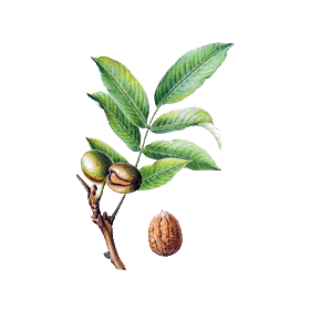 Noyer feuille en gélules (Juglans regia)