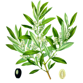Olivier feuille Bio en gélules (Olea europaea)