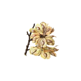 Orme Rouge écorce interne liber (Ulmus rubra)