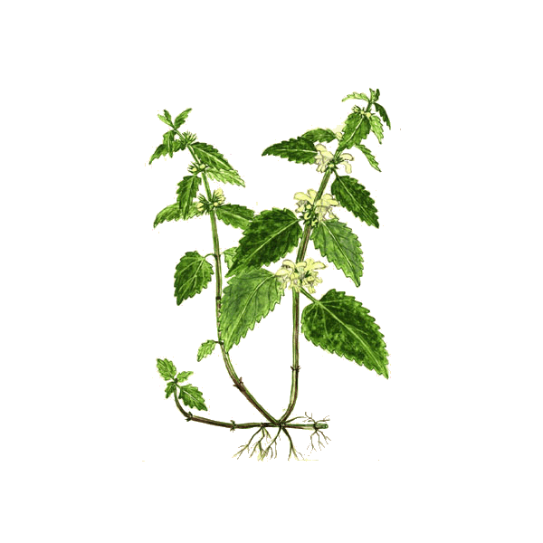 Ortie Blanche ou Lamier en gélules (Lamium album)