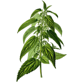 Ortie Piquante feuille Bio en gélules (Urtica dioïca)